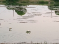 IMG_20210623_214604_1
