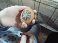 DSCF8176