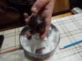 DSCF8181
